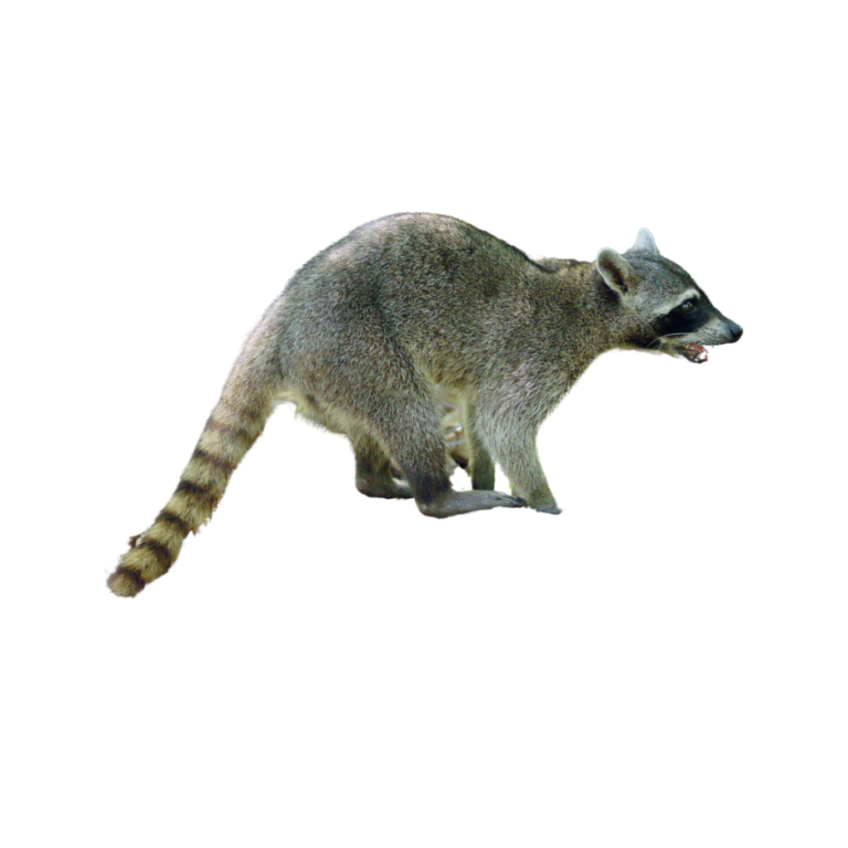 A photo of a crab-eating raccoon