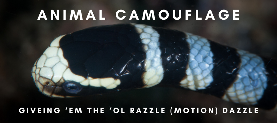 A photo of a yellow lipped sea krait with black and white stripes. On the image is white text that says "Animal Camouflage: Giving 'em the 'ol Razzle (motion) Dazzle"