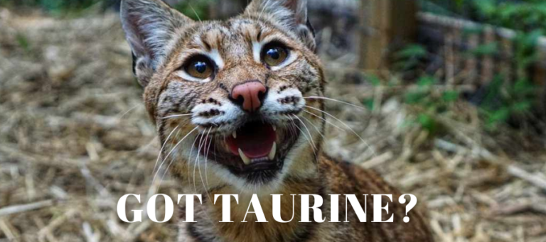 A photo of a bobcat's face meowing so the bobcat looks like it is smiling. On the photo are the words "Got Taurine?" In white text.