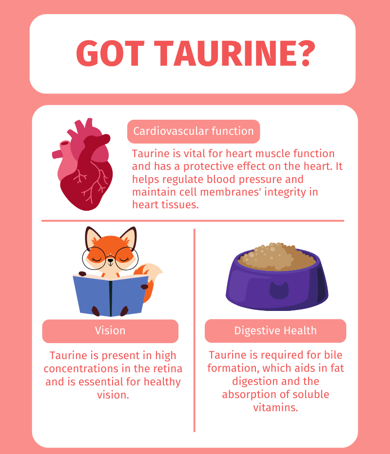An Infographic that says "Got Taurine?" The first section of the infographic has an illustration of a heart with the words "Cardiovascular function" next to it. Below, it reads "Taurine is vital for heart muscle function and has a protective effect on the heart. It helps regulate blood pressure and maintain cell membranes' integrity in heart tissues." Next is an illustration of a red fox wearing glasses and reading a book. Below the fox is the word "vision." The text below says "Taurine is present in high concentrations in the retina and is essential for healthy vision." Next to the fox is an illustration of a bowl of cat food with the words "Digestive Health" underneath. The caption says "Taurine is required for bile formation, which aids in fat digestion and the absorption of soluble vitamins."