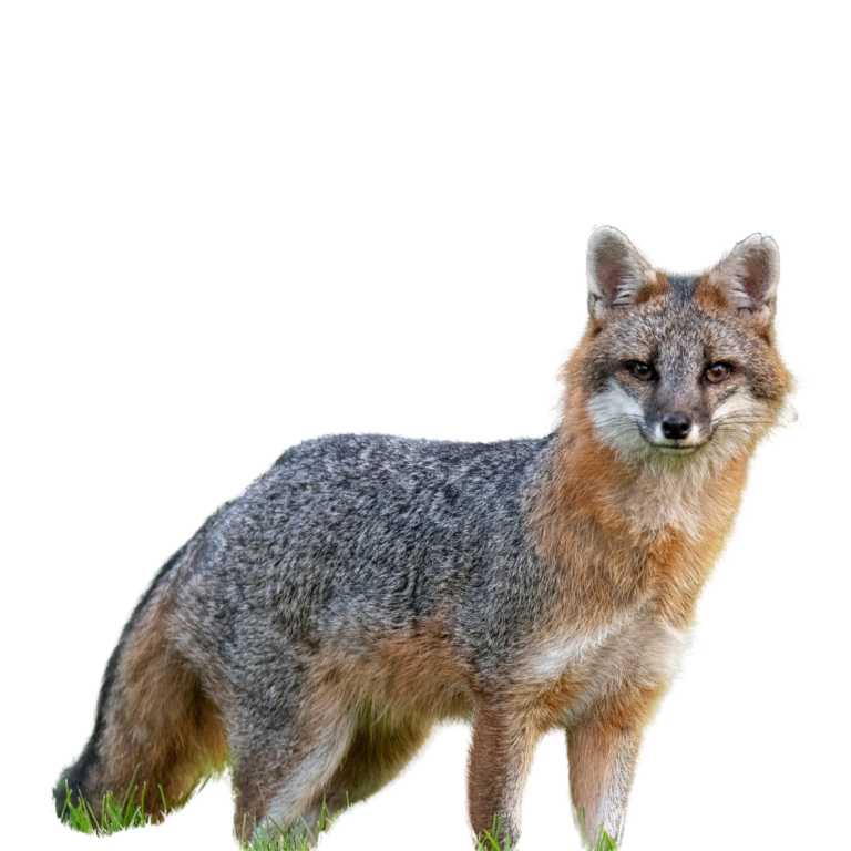 A photo of a pet gray fox