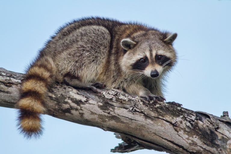 A photo of a raccoon in a tree