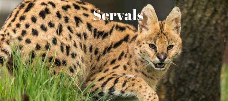 A photo of a serval with white text saying "Servals" over it