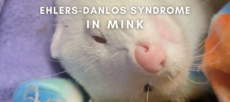 A photo of an albino mink with the text "Ehlers-Danlos Syndrome in Mink" over it in white text