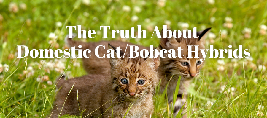 a photo of two bobcat kittens in green grass. Words in white font saying "the truth about domestic cat/bobcat hybrids" is overlaid.