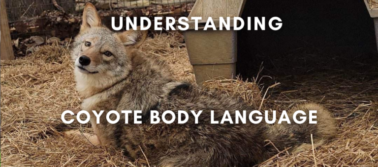 A photo of a pet coyote sitting in an enclosure that says "understanding coyote body language" in white text