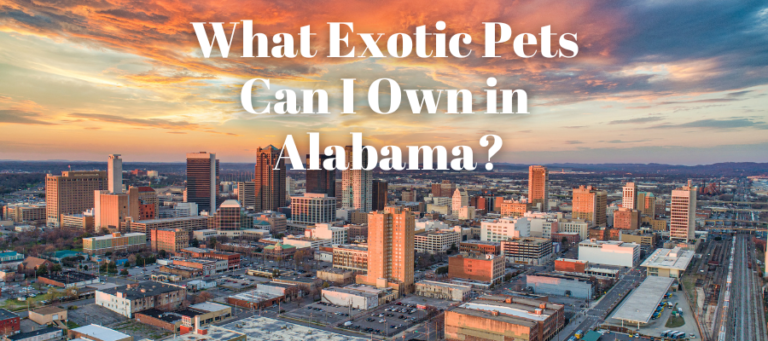 A photo of an alabama city skyline that says "what exotic pets can I own in Alabama?" in white text