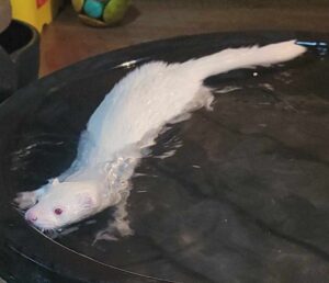 A photo of an albino pet mink swimming in a pool of water