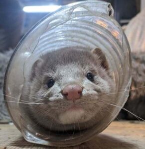 A photo of a pet mink inside a tube
