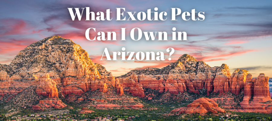 A photo of arizona that says "What exotic pets can I own in arizona?"
