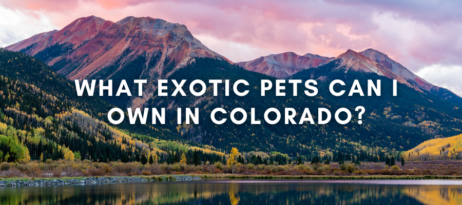 A photo of mountains in colorado that says "what exotic pets can I own in colorado?