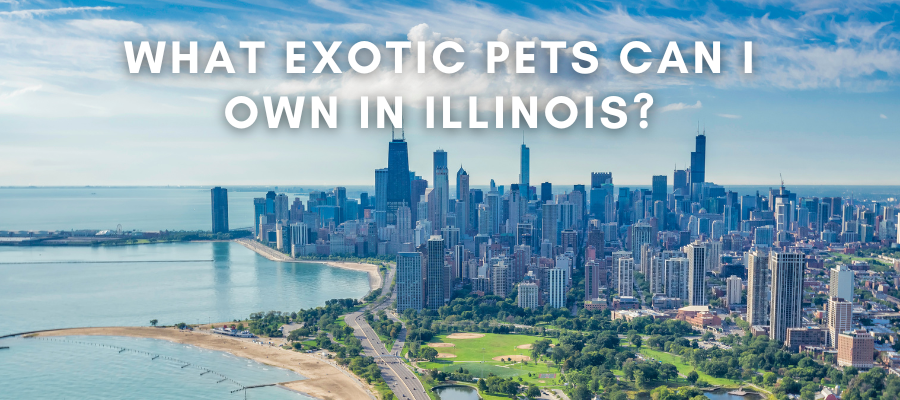 A photo of Illinois that says "What exotic pets can I own in Illinois?"