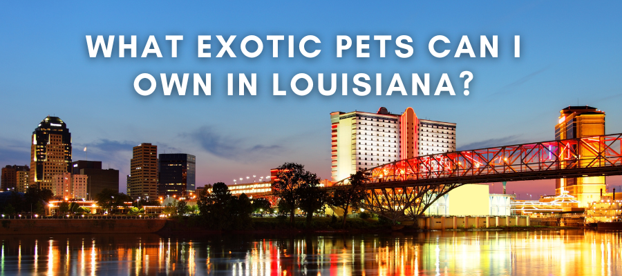A photo of a city in Louisiana at sunset that says "what exotic pets can I own in Louisiana?"
