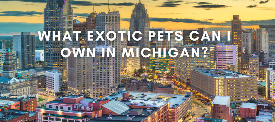 a photo of michigan that says "what exotic pets can be kept in michigan" in white text over it.