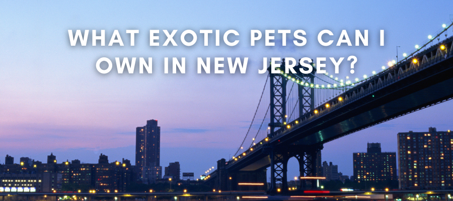 A photo of a bridge in New Jersey that says "What Exotic Pets are Legal in New Jersey" over it in white text.