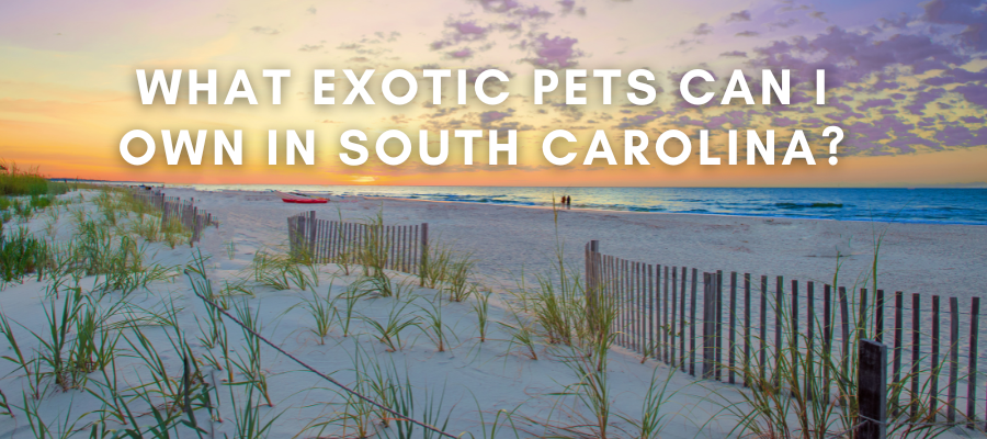 A photo of a beach in South Carolina that says in white text over it "what exotic pets are legal in South Carolina?"