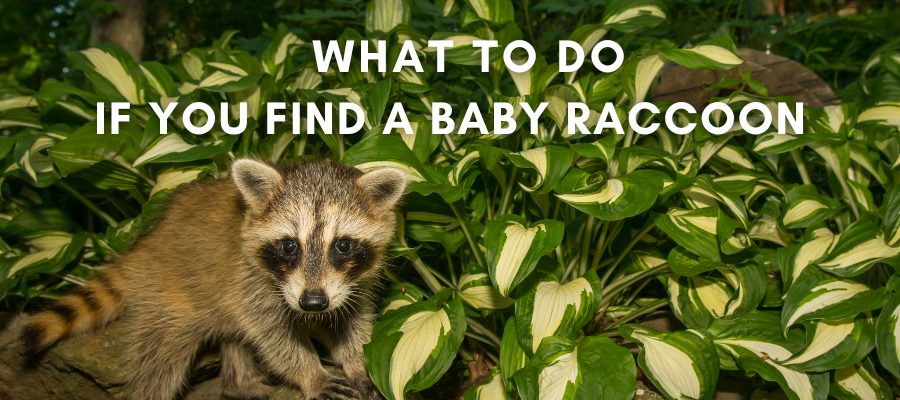 a photo of a baby raccoon among some tropical house plants that says "what to do if you find a baby raccoon" in white text