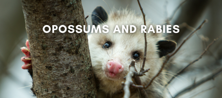 A photo of an opossum that says "Opossums and rabies" over it in white text