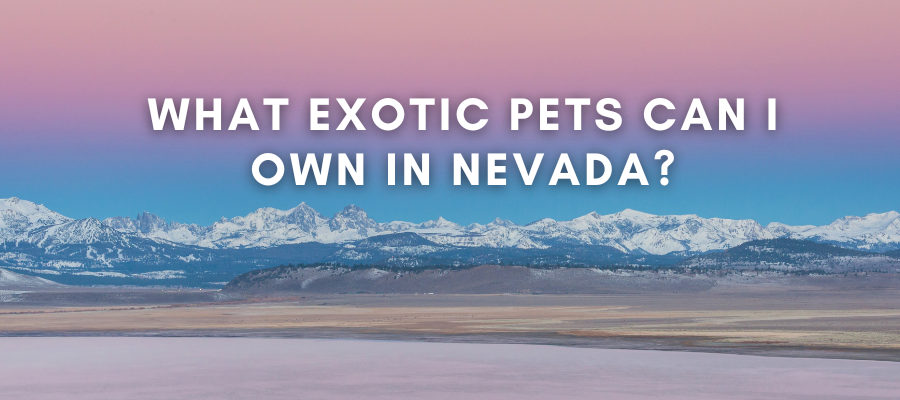 A photo of Nevada that says "What exotic pets can I own in Nevada?" over it in white text