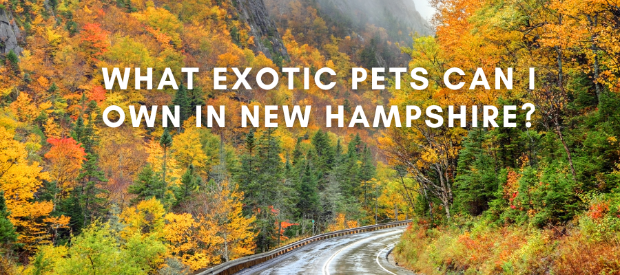 A photo of a forest in New Hampshire that says "what exotic pets can I own in New Hampshire" over it in white text