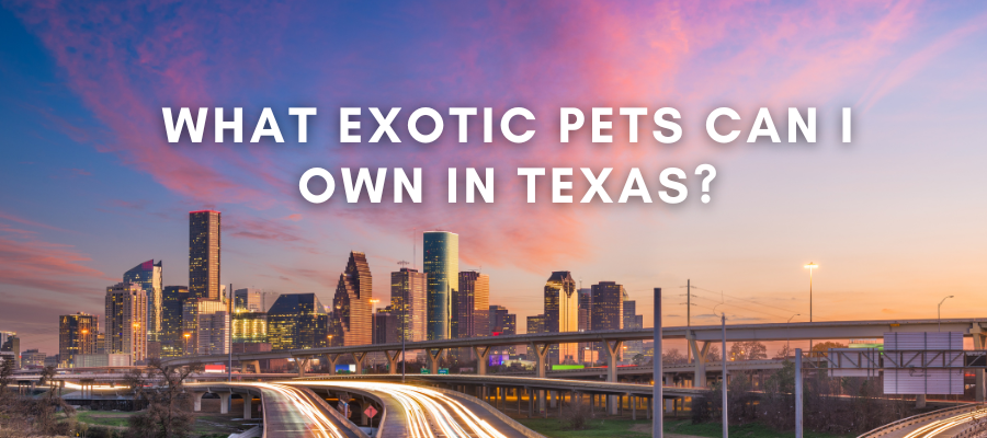 A photo of a city in Texas that says "What Exotic Pets are Legal in Texas" over in in white text