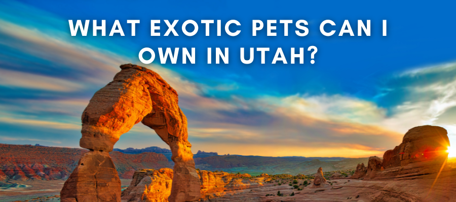 A photo of a national park in Utah that says "What exotic pets can I own in Utah" over it in white text