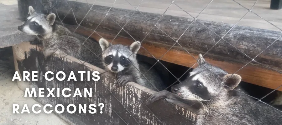 A photo of three juvenile cozumel raccoons at Playa Palancar with the white text over it that says "are coatis mexican raccoons?"