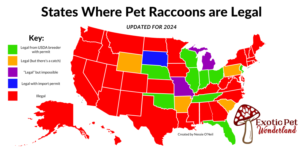 A photo of a map showing where pet raccoons are legal in each state.