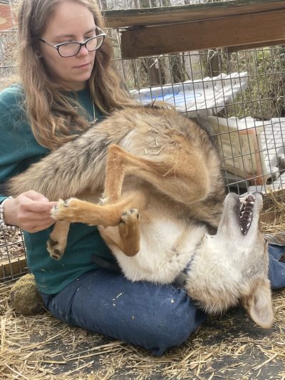 A photo of a coyote playing in the lap of a blonde woman with glasses